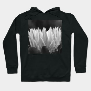 Monochrome Protea Flower - Hampton Style Hoodie